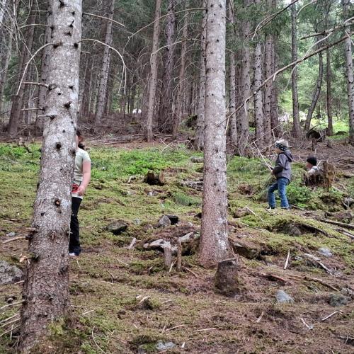 Wald
