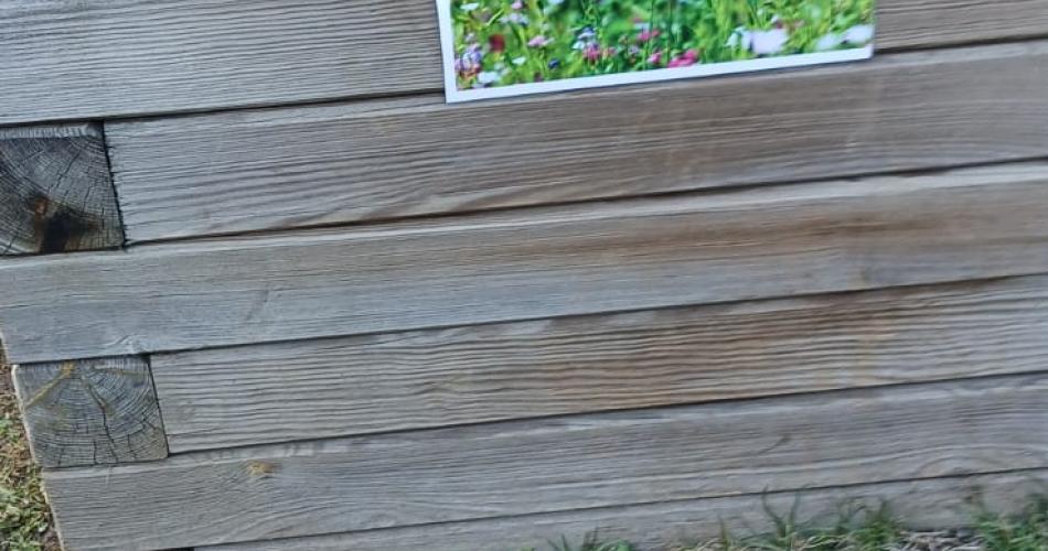hier wachsen blumen